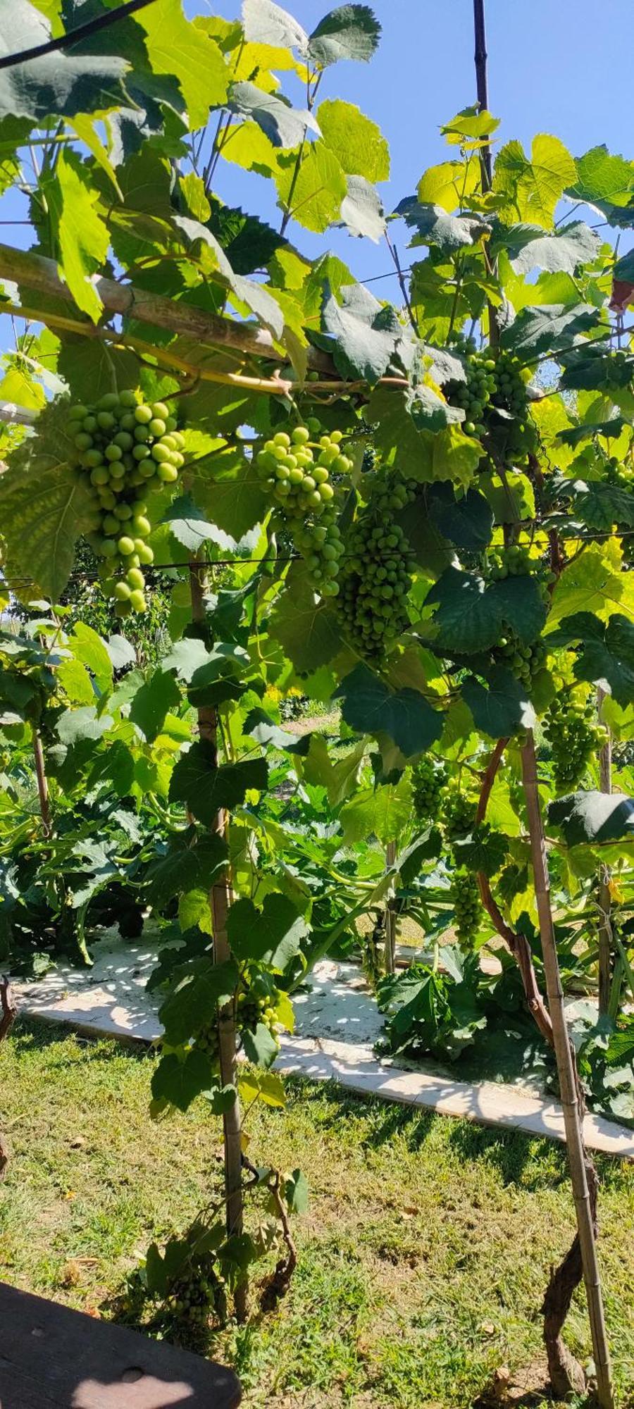 La Tenuta Di Eva * Pisa